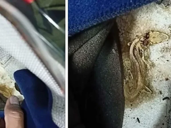 Waspada Bagian-bagian Helm Ini Paling Sering Kemasukan Kotoran Sampai Binatang Kecil